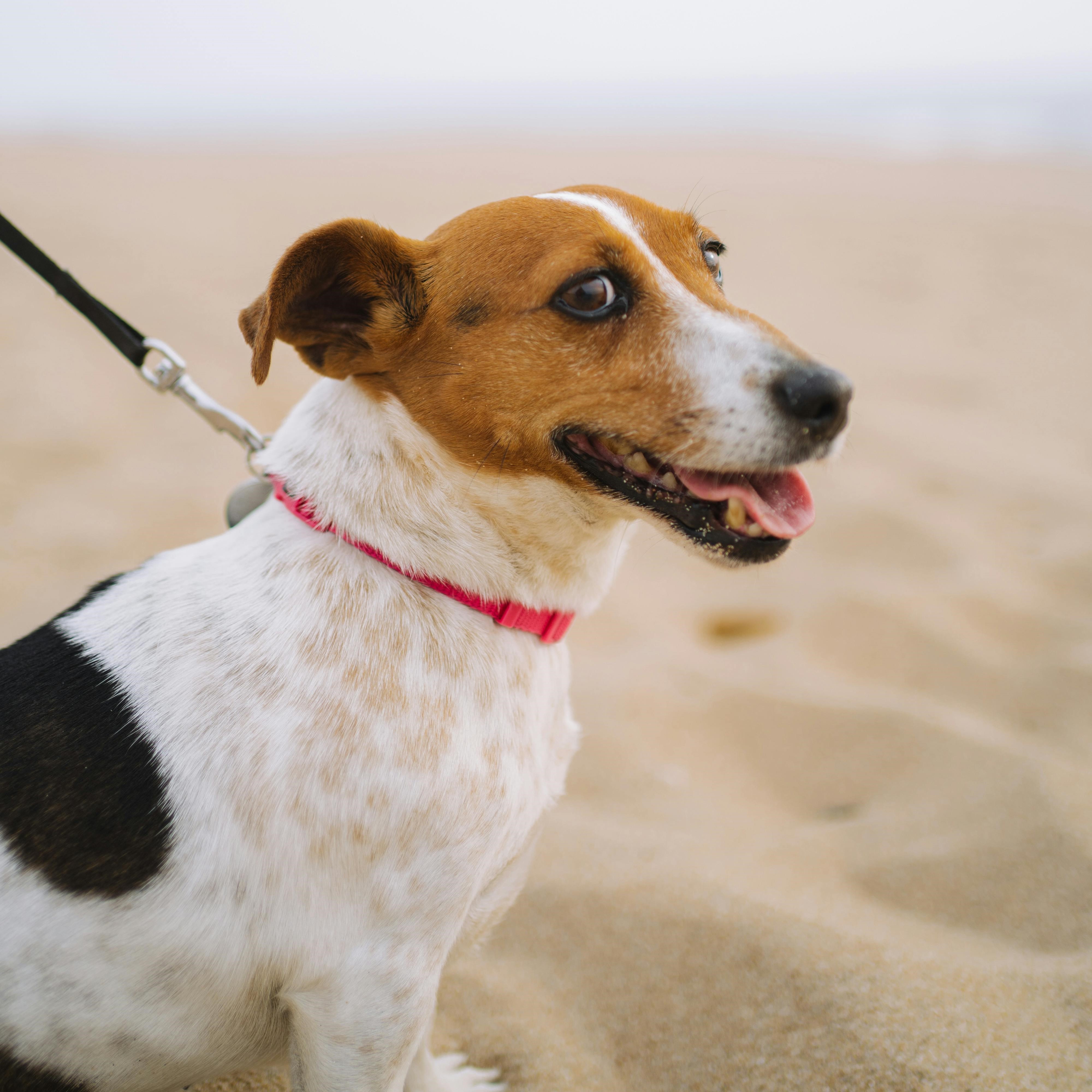 собака фото