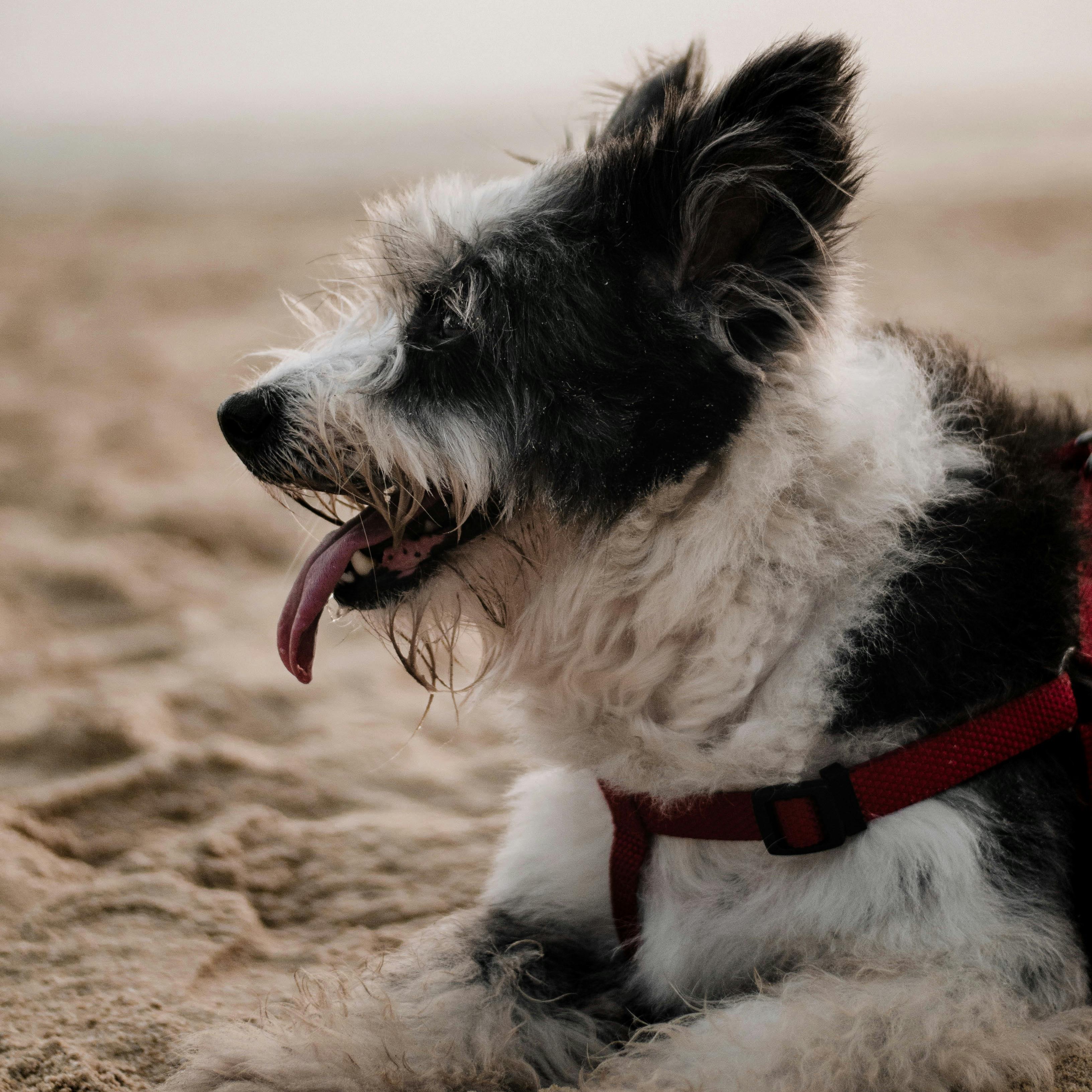 собака фото